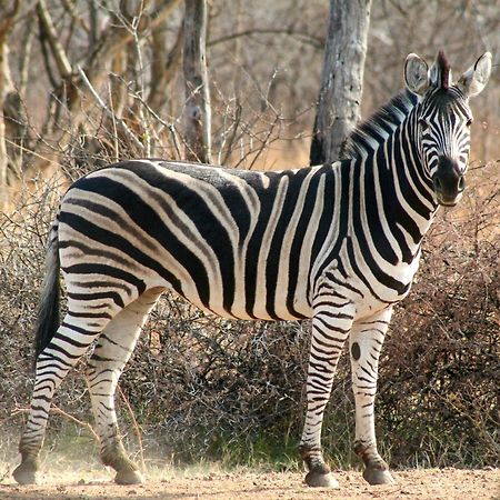 Ditholo Game Lodge Bela Bela Ngoại thất bức ảnh