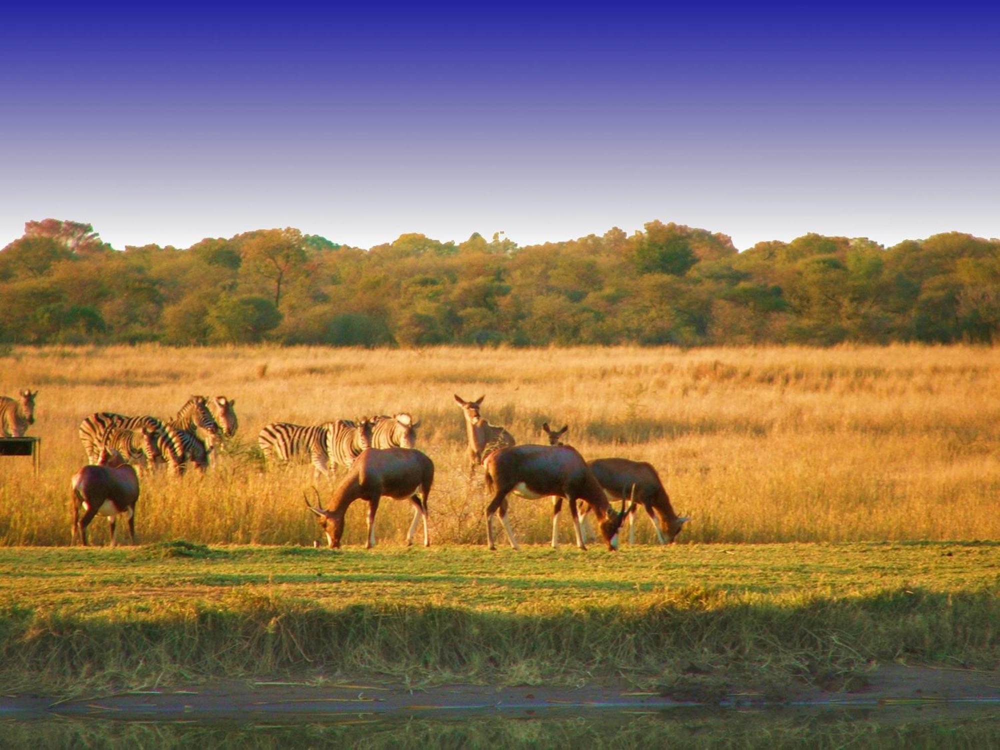 Ditholo Game Lodge Bela Bela Ngoại thất bức ảnh