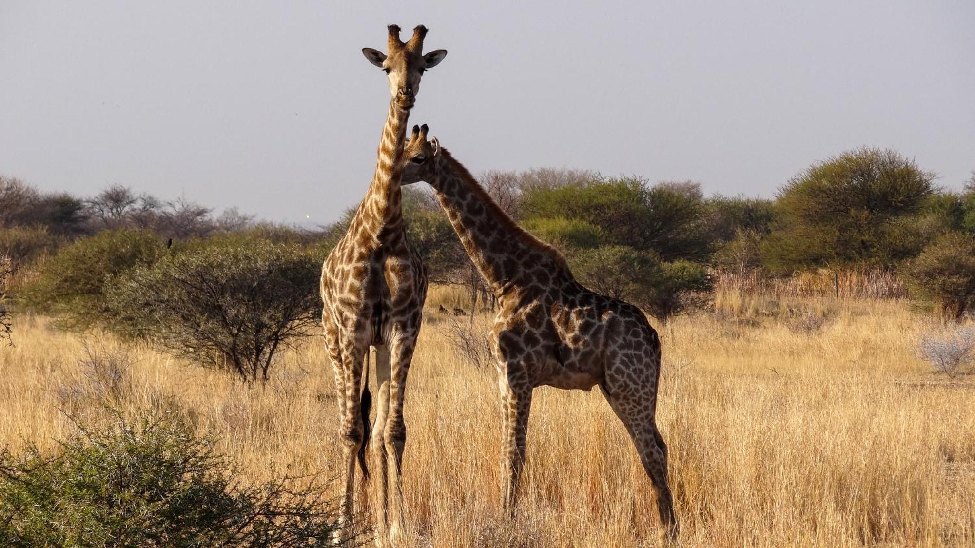 Ditholo Game Lodge Bela Bela Ngoại thất bức ảnh