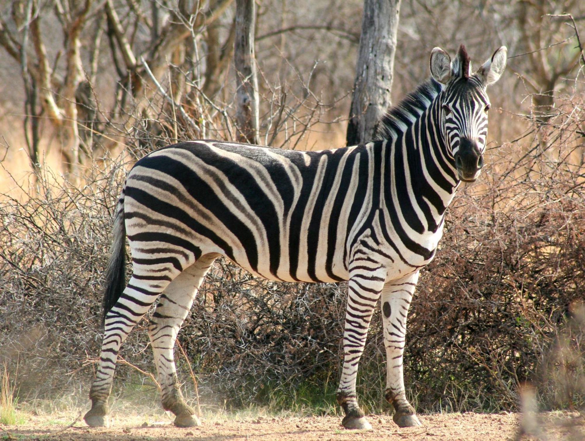 Ditholo Game Lodge Bela Bela Ngoại thất bức ảnh